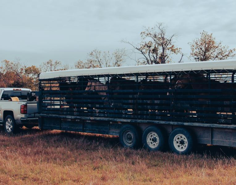 Transporting livestock