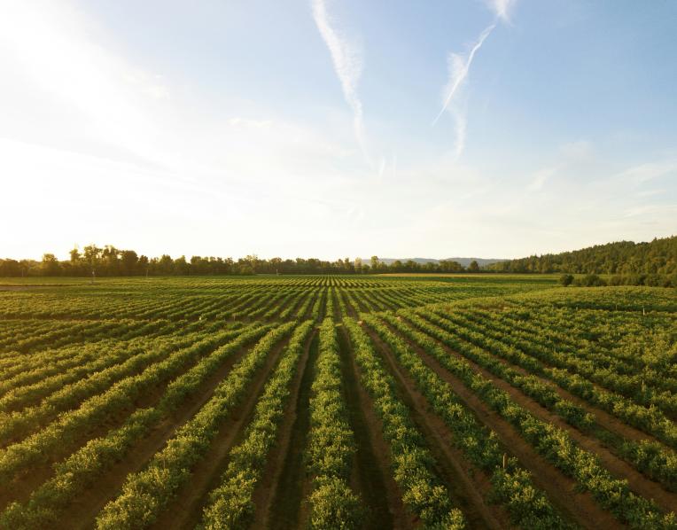 Farming