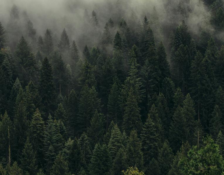 A forest