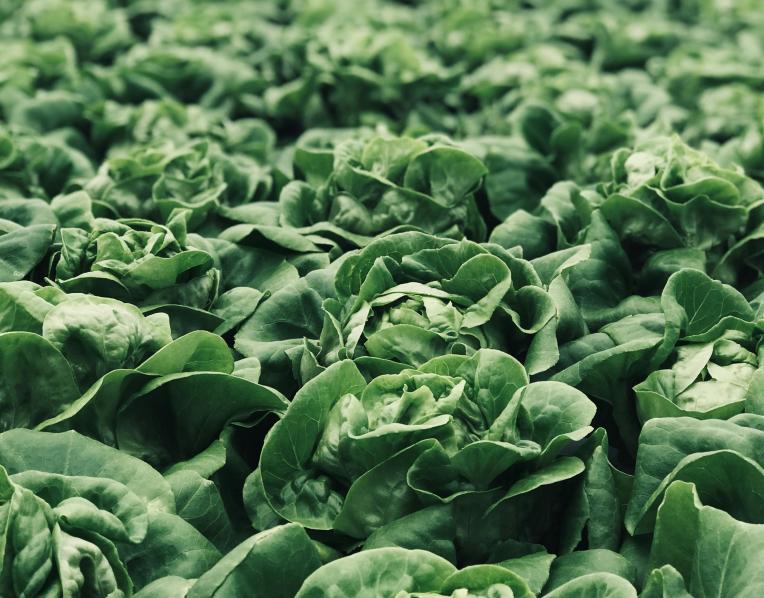 Lettuce