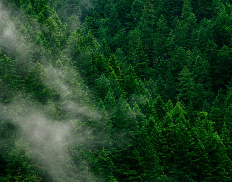 A forest