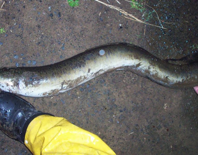 An eel