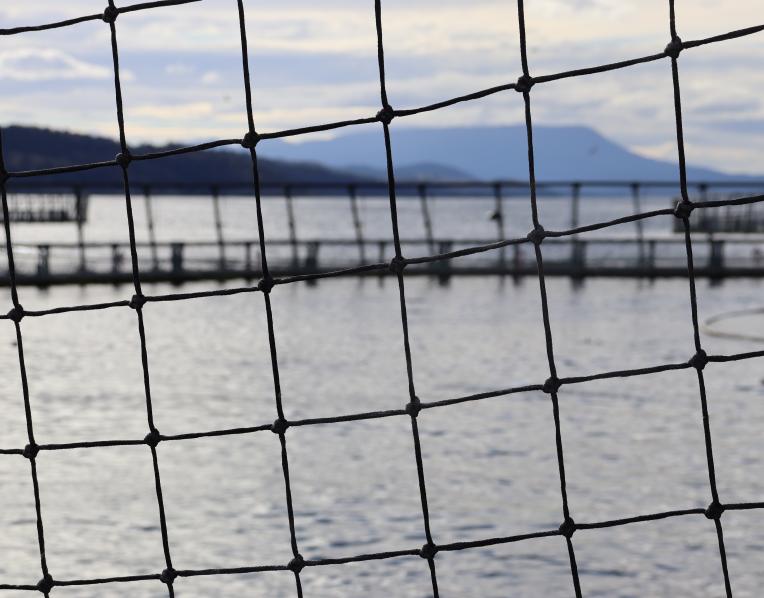 A salmon pen