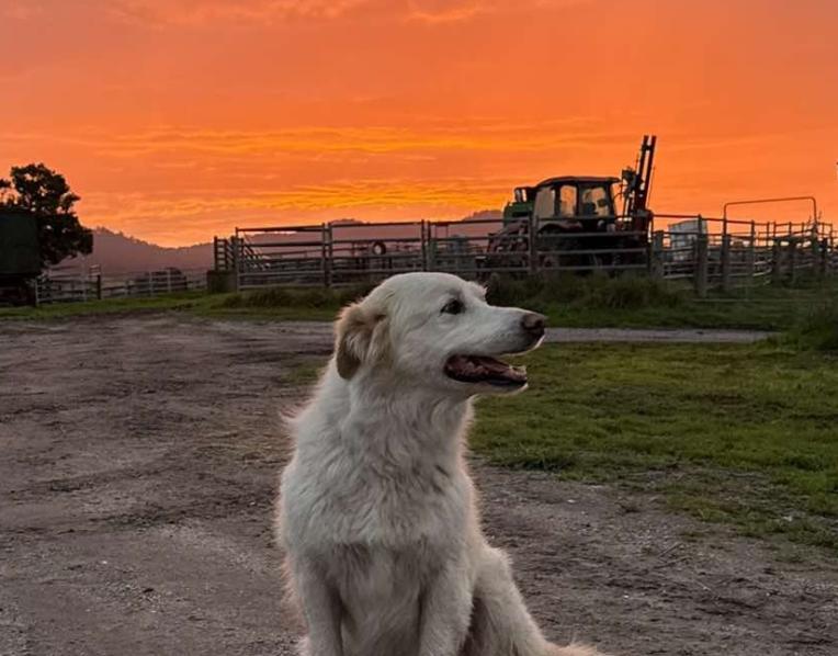 Bronte the 11-year-old border collie might be in her sunset years working Angus cattle on the Barwick’s  Mount Direction farm, but she sure knows how to enjoy the vivid winter skies. 