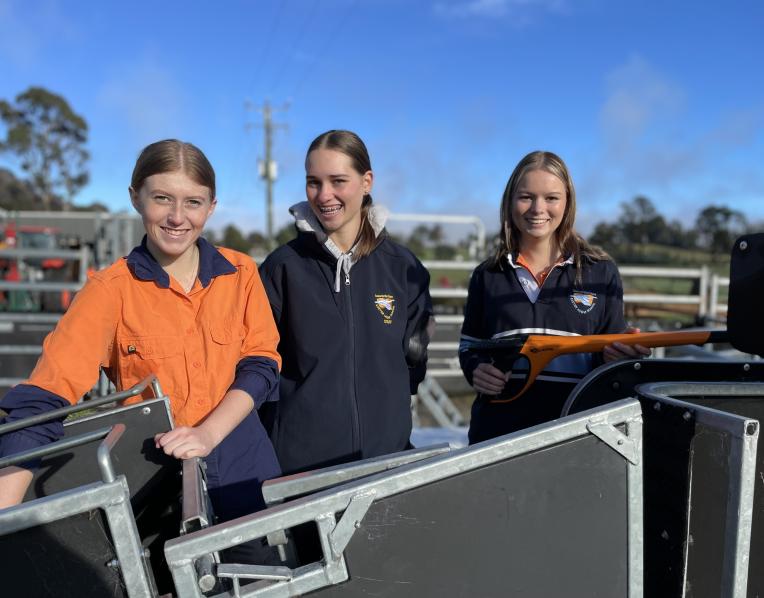 Weighing and drenching lambs are agriculture students Kallie Goss of Hillwood, Isabella Swain of Yorktown and Riley Evans of Beauty Point.