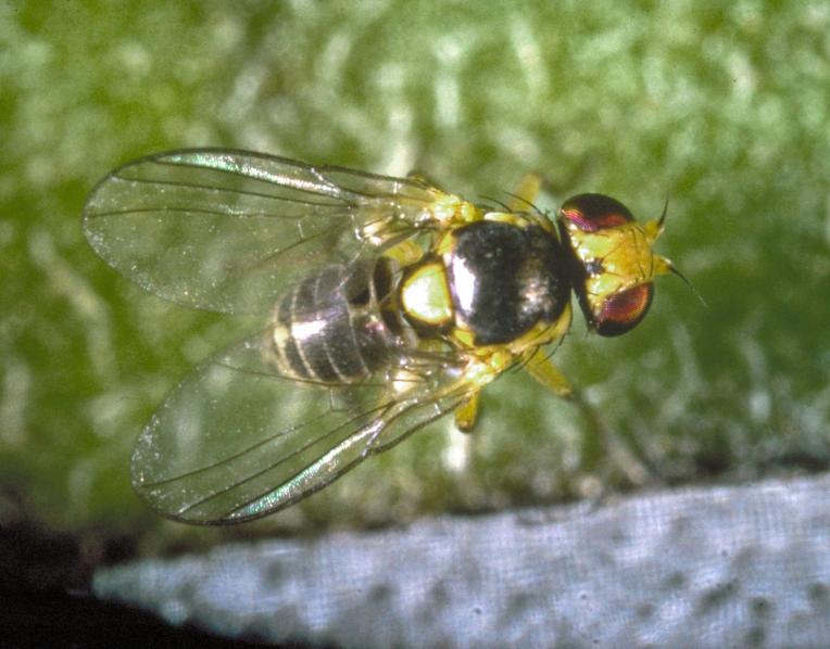 Serpentine leafminer