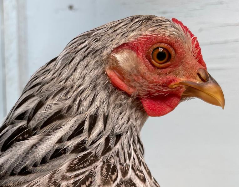 Rare Breeds Poultry Show