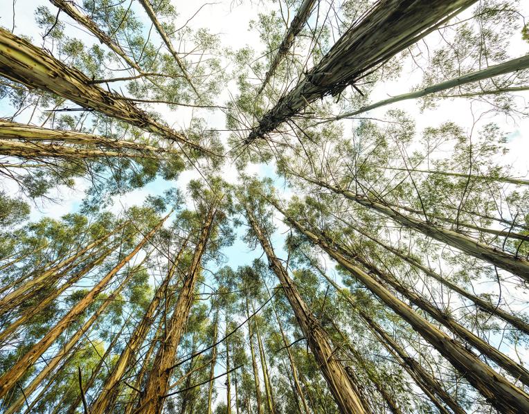 Trees