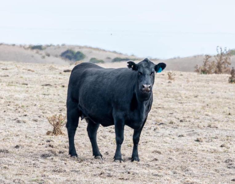 Cattle