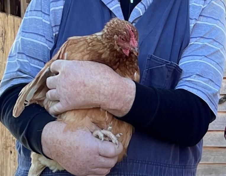 Advice is to protect poultry