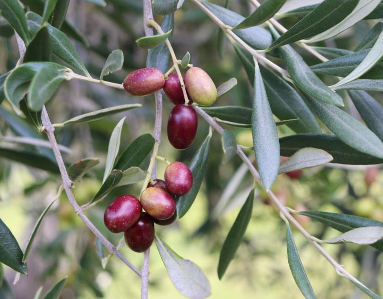 Olives on the tree