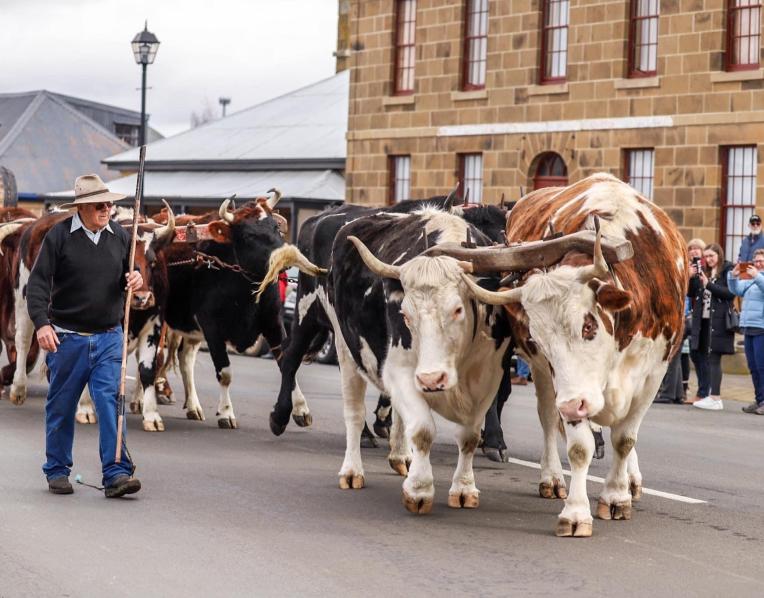 Brian Fish and his bullocks
