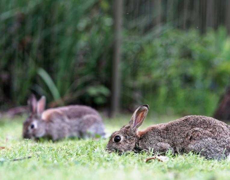 Rabbit