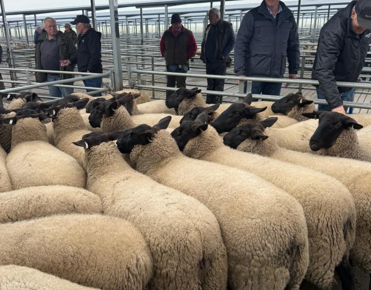 Record-breaking pen of NobleLea lambs at Powranna