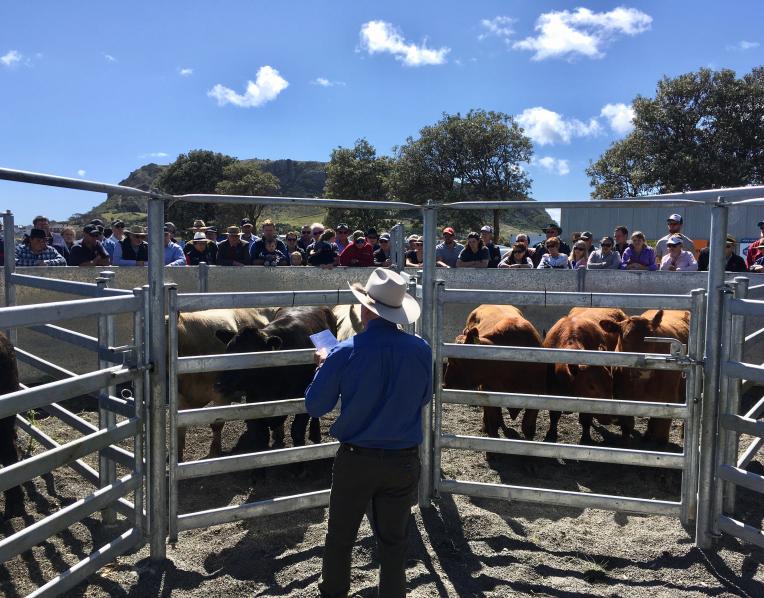 Cattle in the saleyard
