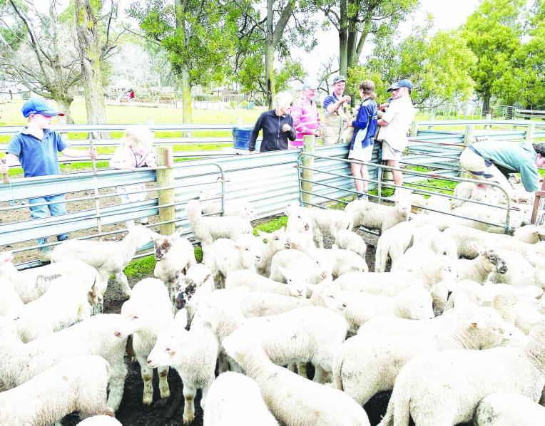 Lambs