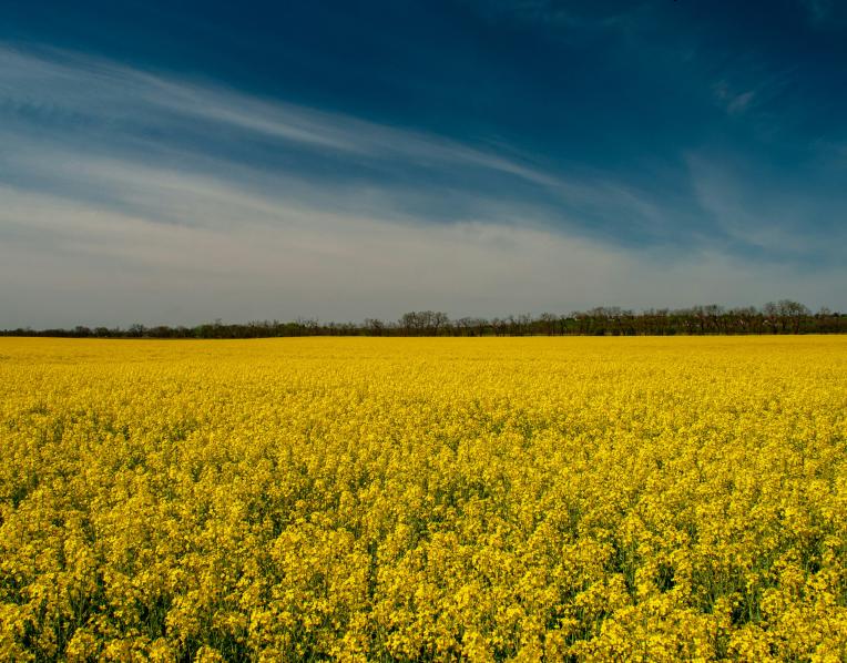 Canola