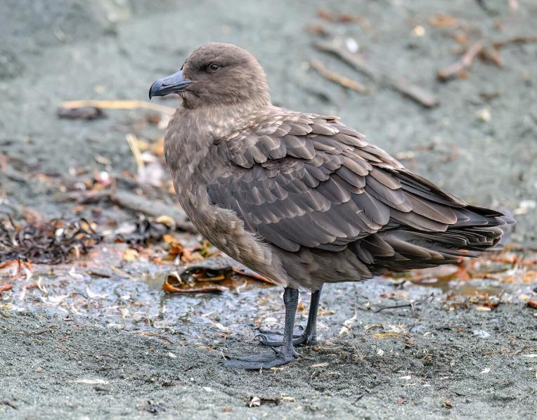 A Brown Skua