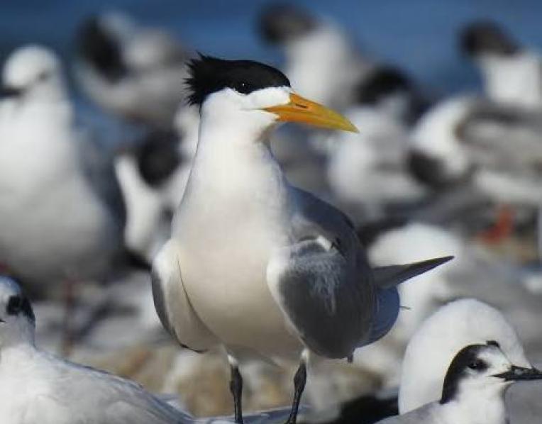 A Crested Tern