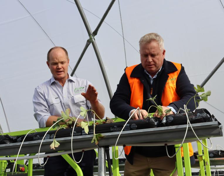 Premier Jeremy Rockliff planting some strawberries at JCLM Farming.