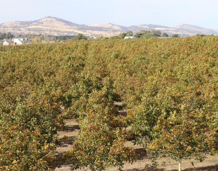 Richmond Walnuts