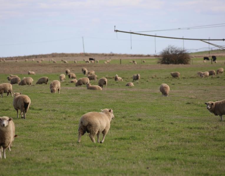 Sheep in a field
