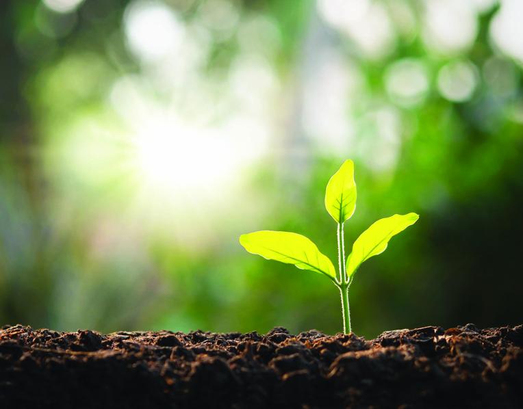 A newly planted tree seedling