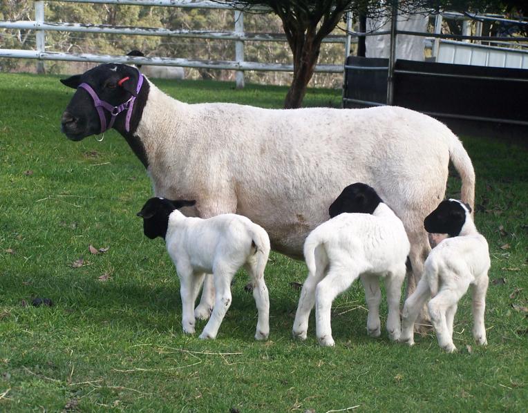 Stud ewe Chatswood Jaime and her 1 day old triplets