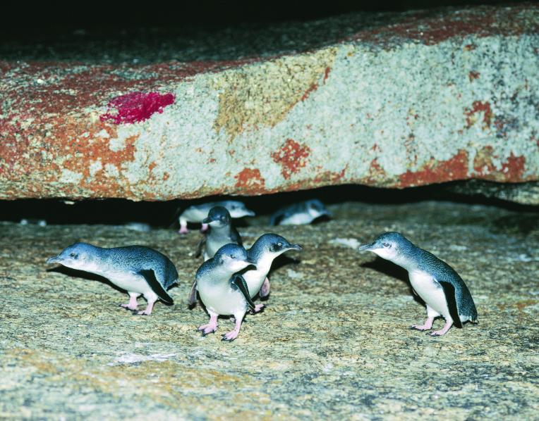 Little penguins
