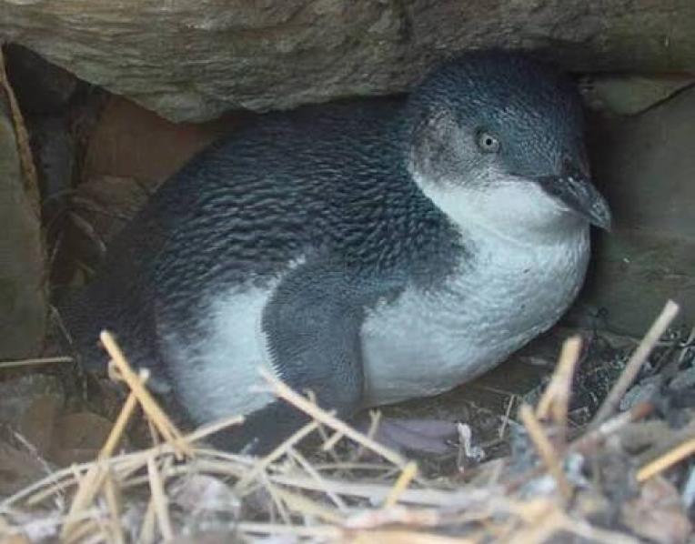 Little Penguins