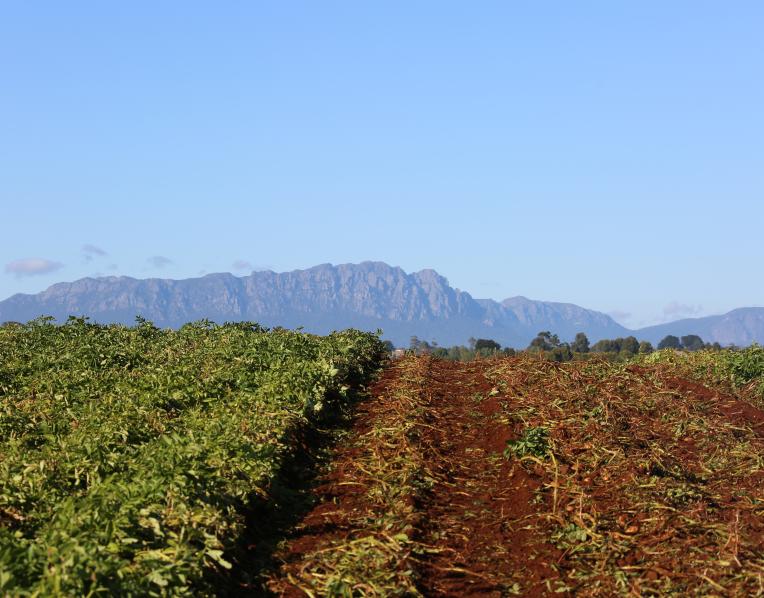 Potato harvest under Mt Roland_ in the North-West