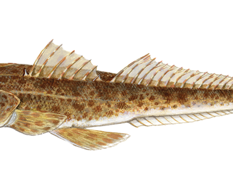 Sand flathead