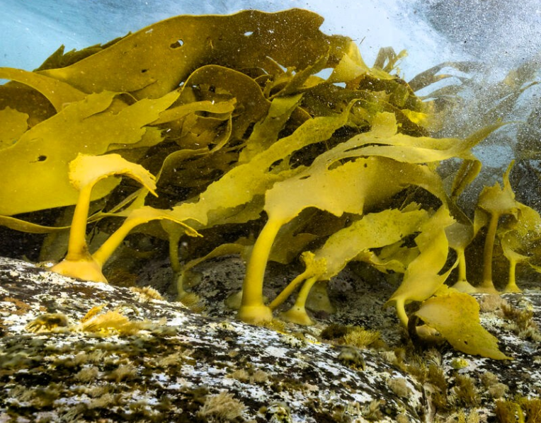 Bull kelp
