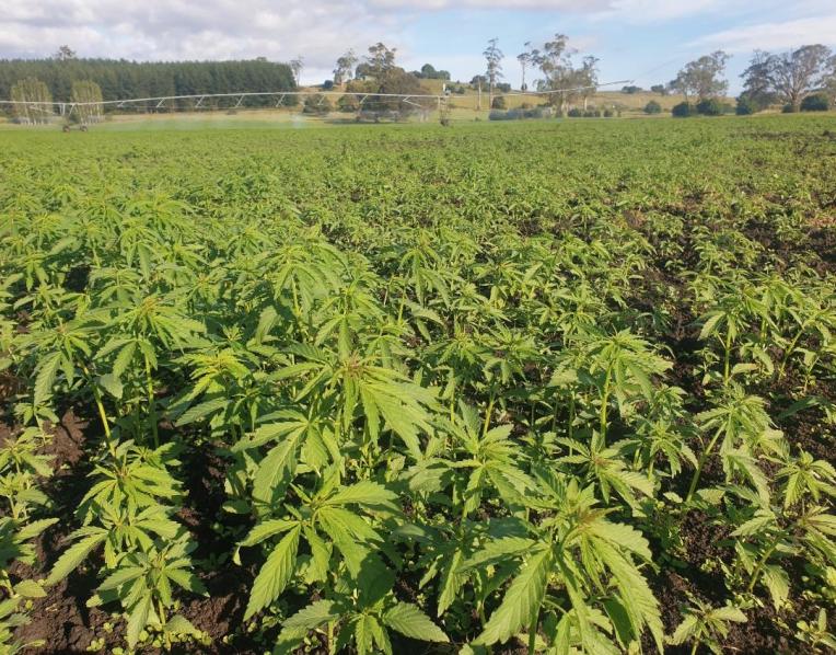 Hemp