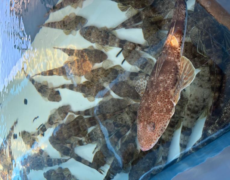 Flathead broodstock at IMAS