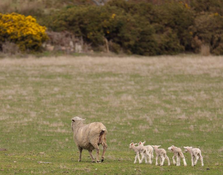 Greg Wilsons quintuplet sheep.
