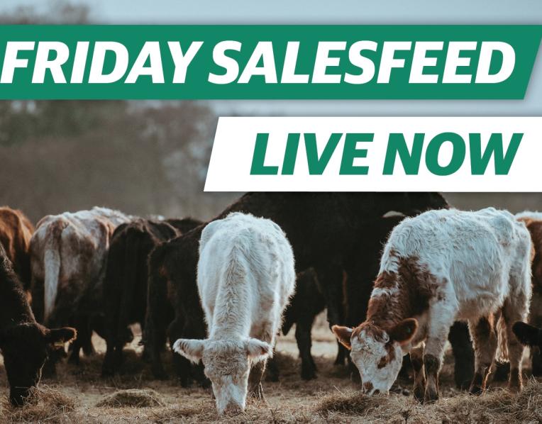 Salesfeed