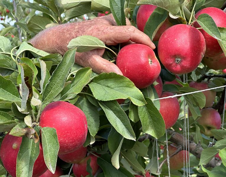 Apples