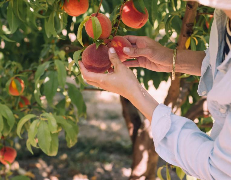 Fruit picking
