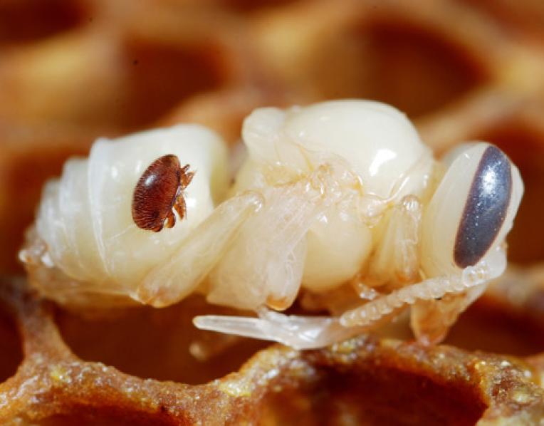 A varroa mite on a bee pupae