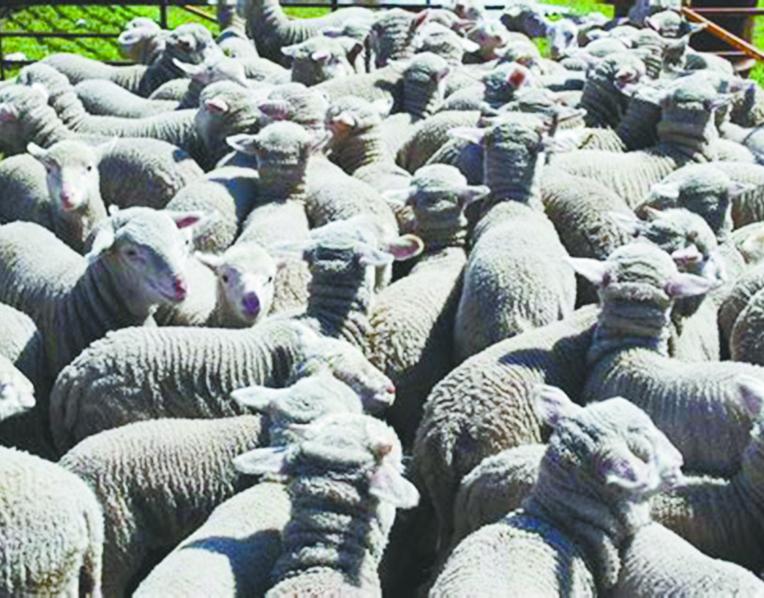Pen of sheep