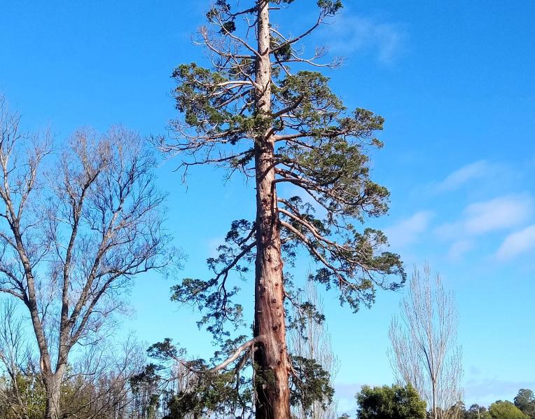 The Sequoia Pine Tree outside the New Norfolk Swimming Pool