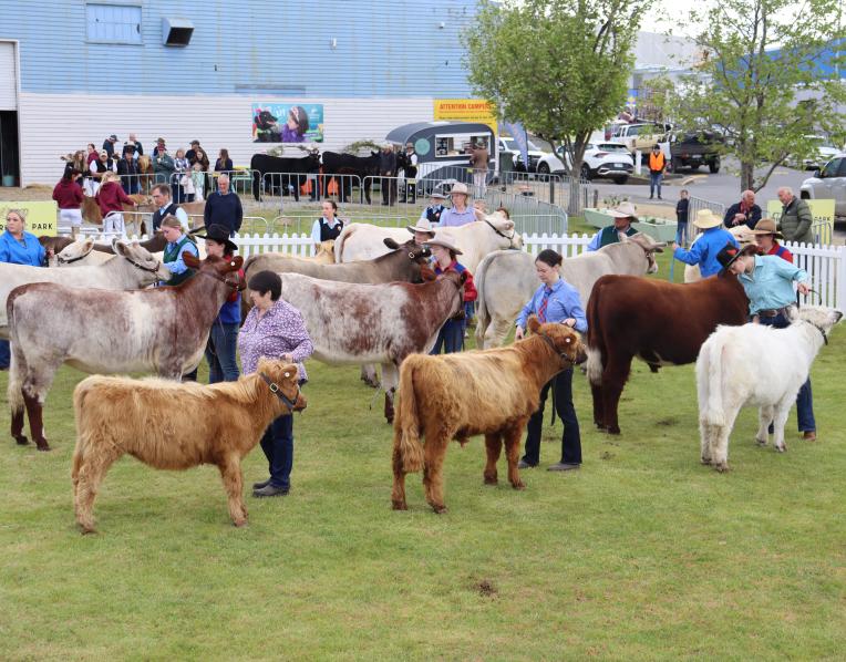 Beef cattle taking part in the Royal Hobart Show.