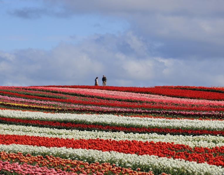 Table Cape Tulp Farm.