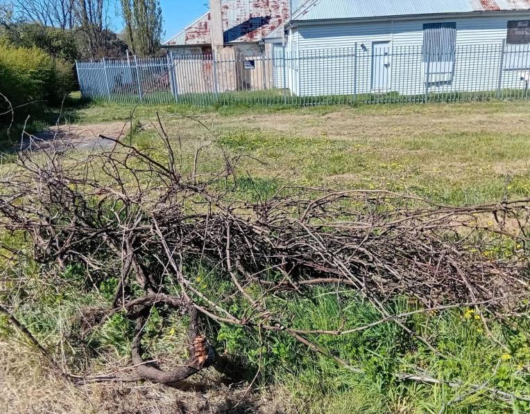 Destroyed vine at Frascati House