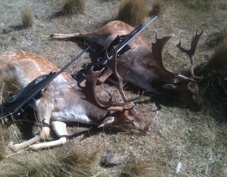 Deer numbers continue to escalate despite reduction in hunting red tape