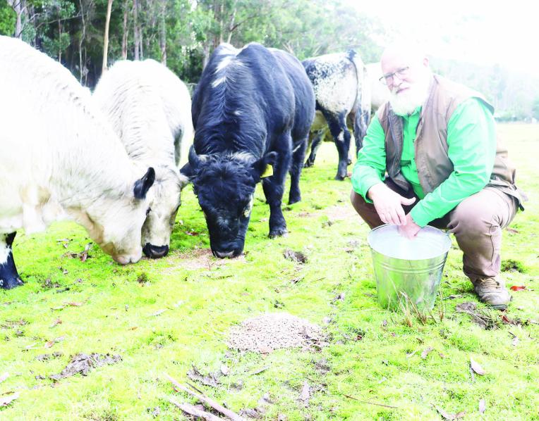 Phillip Wright with Speckle Park cattle