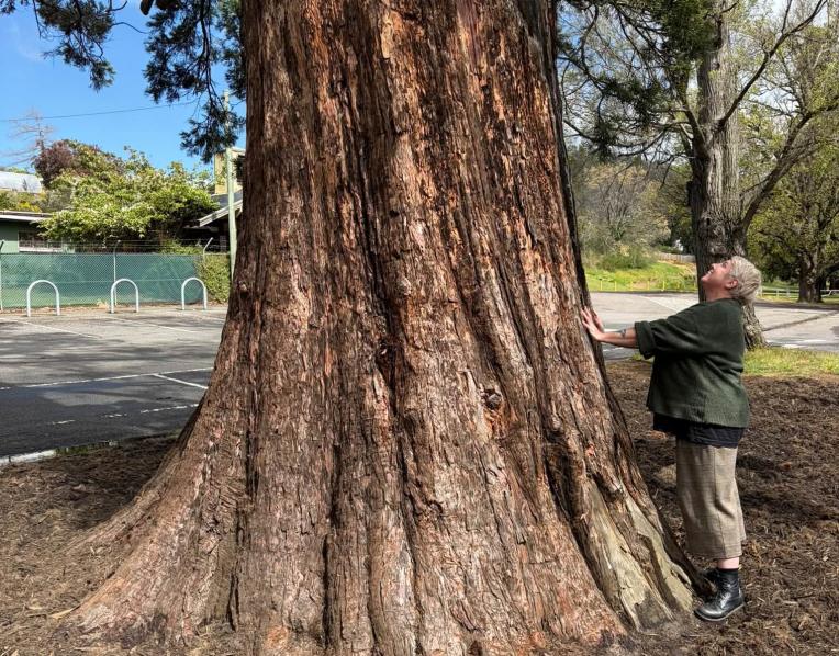 Giant Sequoia to stay standing