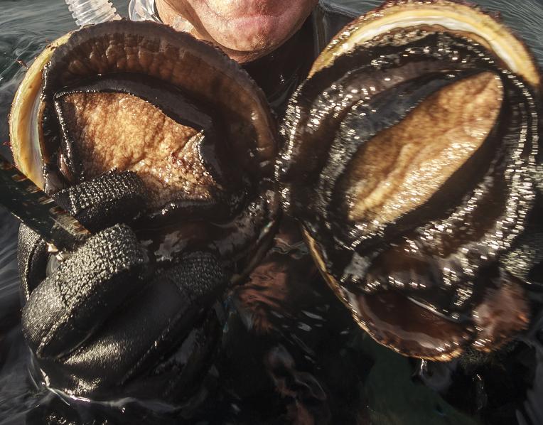 Abalone