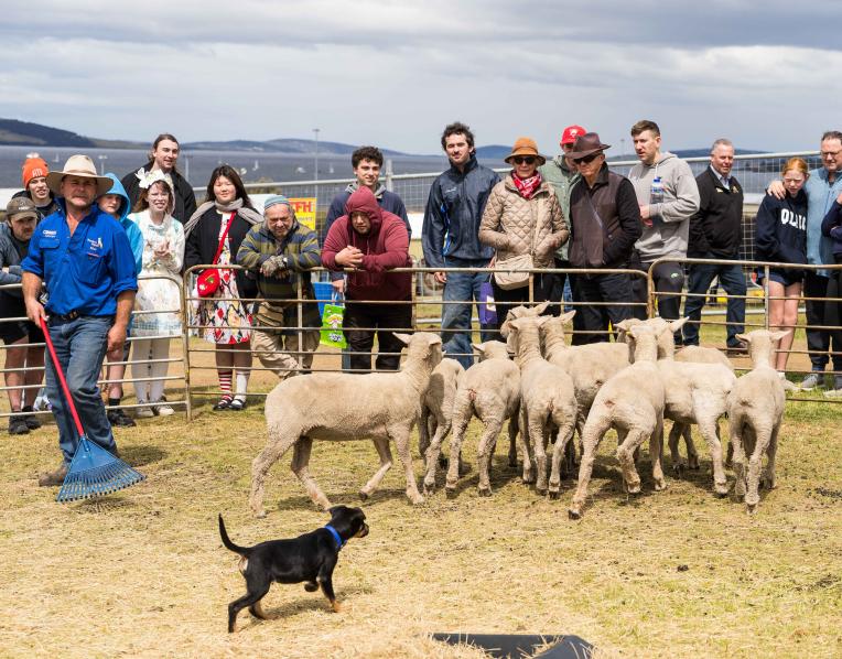 A working dog in action at the Royal Hobart Show